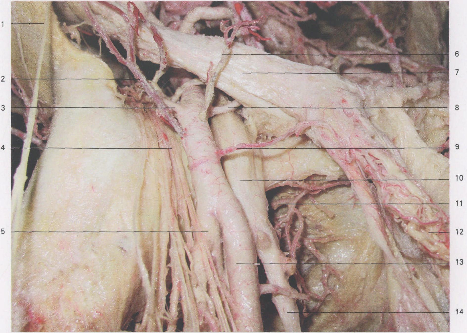 图4-56 股后部肌肉、血管和神经(1)-外科学-医学
